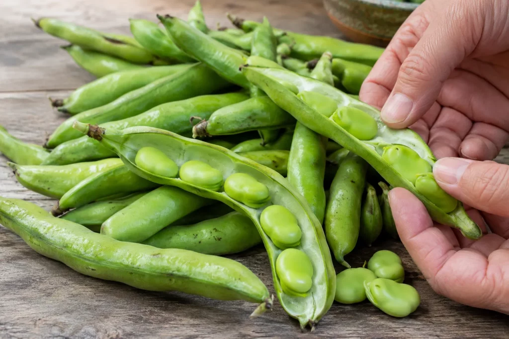 Wiosenne risotto z bobu i koziego sera