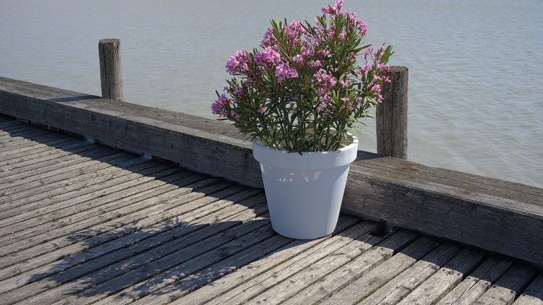 Kwitnący oleander w białej donicy na drewnianym pomoście