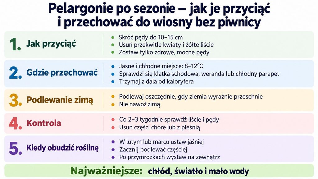 Pelargonie po sezonie – jak je przyciąć i przechować do wiosny bez piwnicy